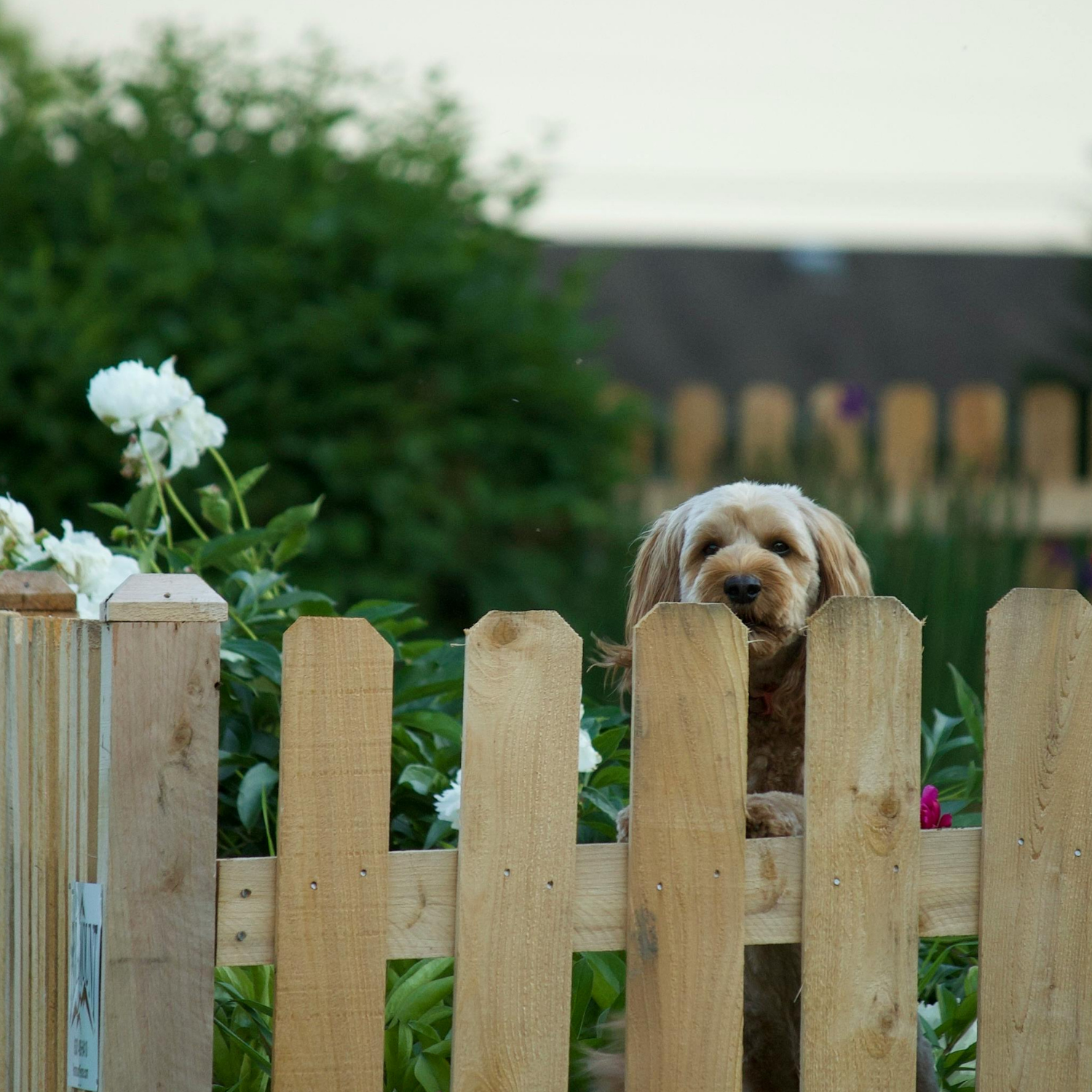 Custom Pet Fence Installation Designed Around Your Yard Pet Fence Installation & Custom Dog Runs in Colorado Awesome Image